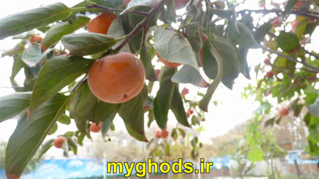 عکسهای زیبای شهرقدس