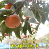 عکسهای زیبای شهرقدس