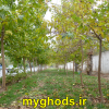 عکسهای زیبای شهرقدس