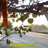 عکسهای زیبای شهرقدس